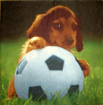 001 Hunde (1)